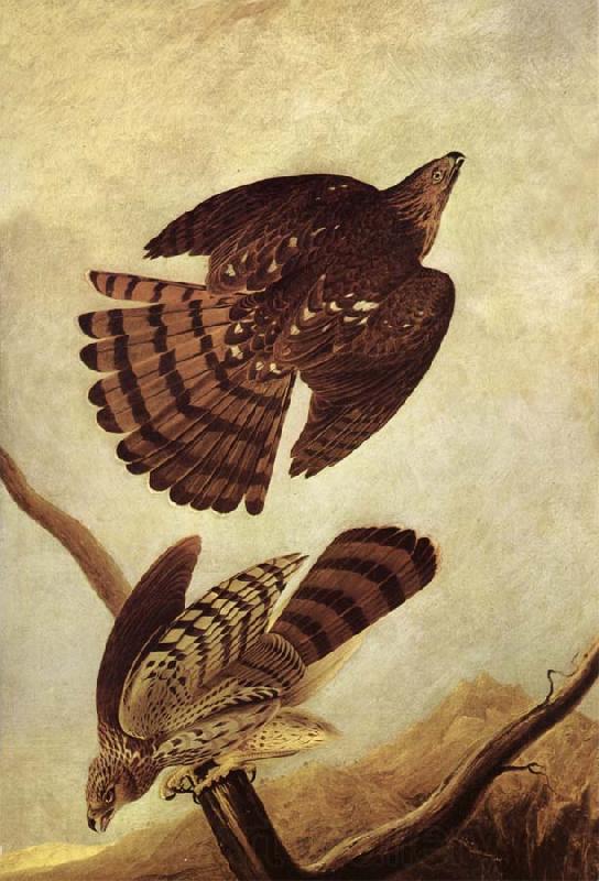 John James Audubon Stanley Hawk France oil painting art